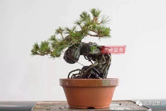 图解 如何培养提根黑松盆景？ 48幅