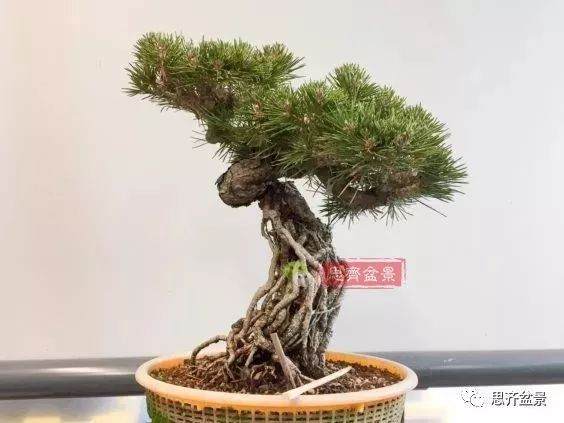 图解 如何培养提根黑松盆景？ 48幅