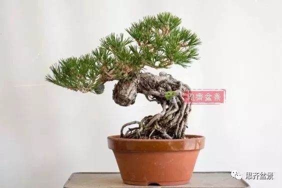 图解 如何培养提根黑松盆景？ 48幅