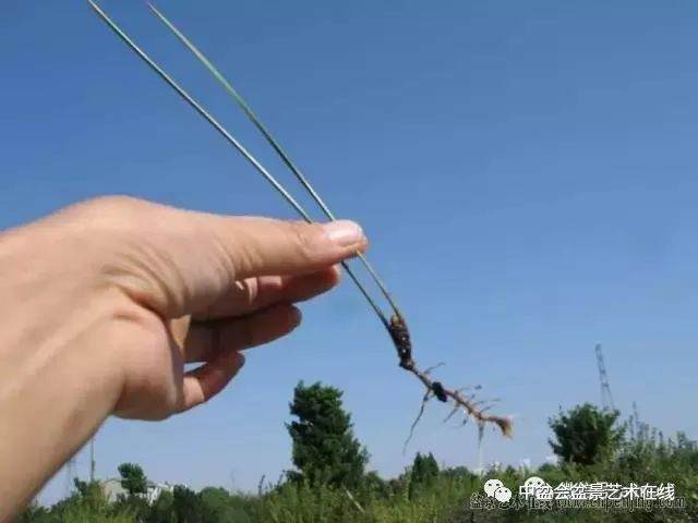 图解 黑松盆景的针叶束及扦插 6幅