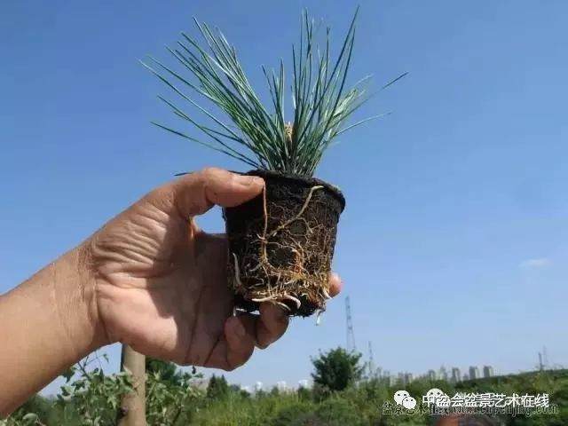 图解 黑松盆景的针叶束及扦插 6幅