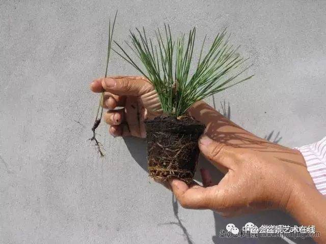 图解 黑松盆景的针叶束及扦插 6幅