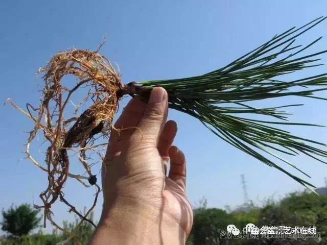 图解 黑松盆景的针叶束及扦插 6幅