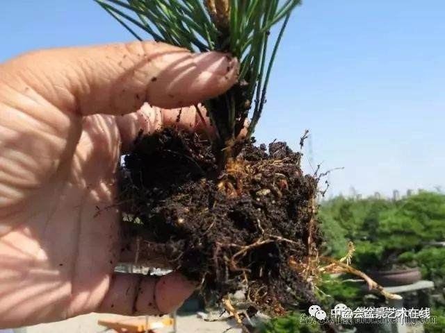 图解 黑松盆景的针叶束及扦插 6幅