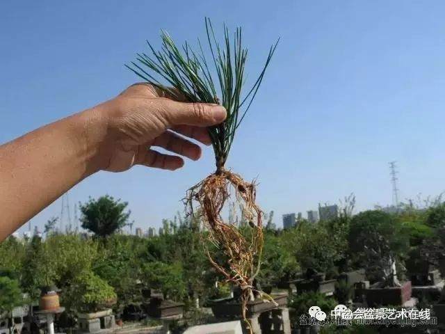 图解 黑松盆景的针叶束及扦插 6幅