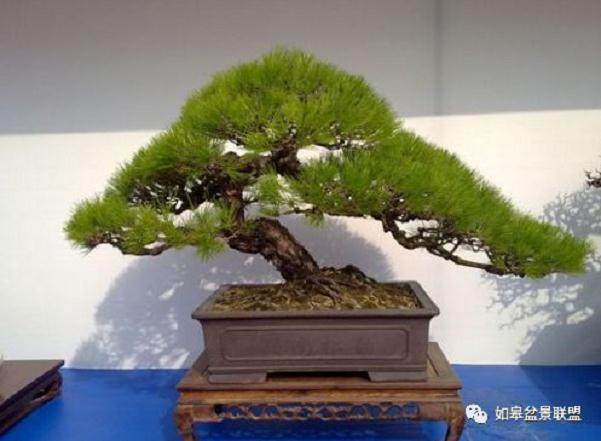 松树盆景的修剪保形