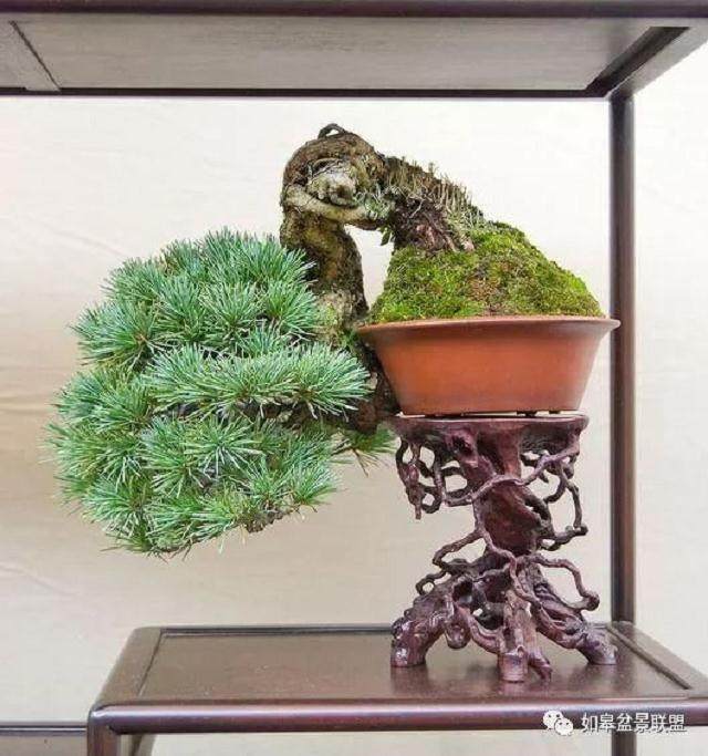 松树盆景的修剪保形