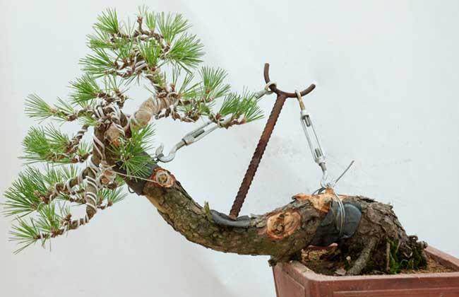 如何给盆景制作农家肥料？