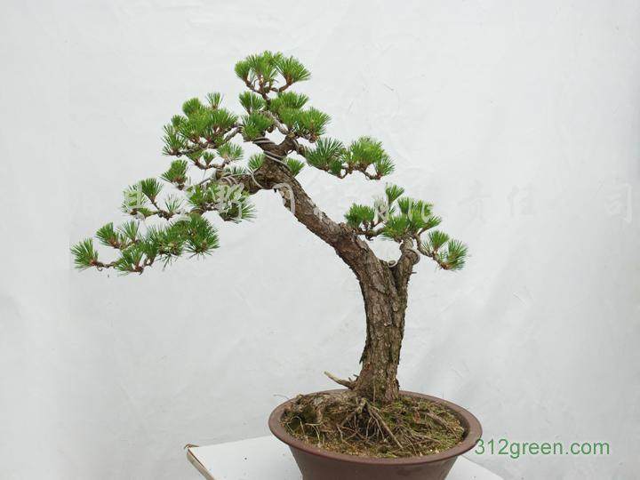 如何给黑松盆景制作培养土?