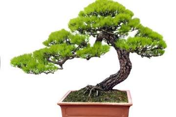 坊前镇黑松盆景成为新的经济增长点