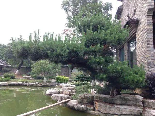 关于黑松地景树市场价值认证标准初探