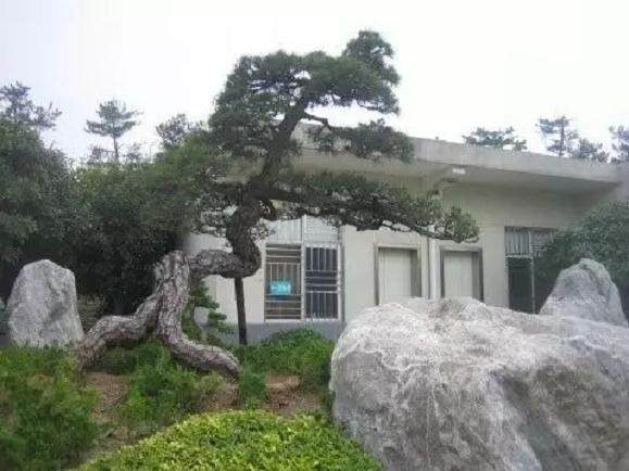 关于黑松地景树市场价值认证标准初探