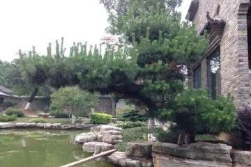 关于黑松地景树市场价值认证标准初探