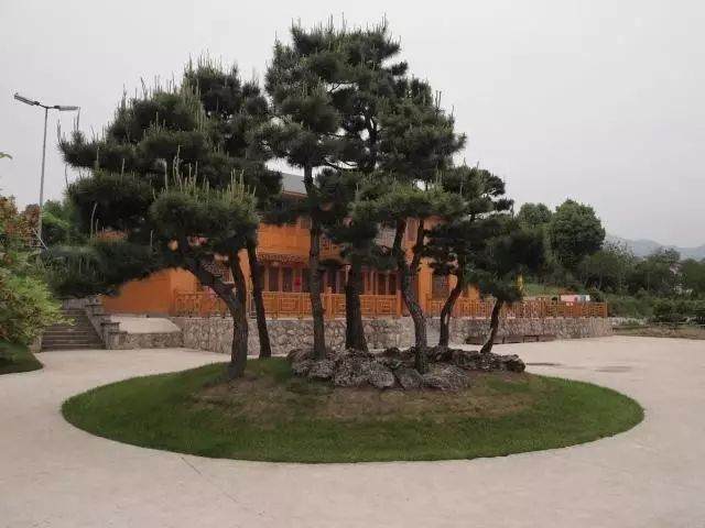 关于黑松地景盆景树的市场价值