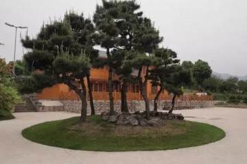 关于黑松地景盆景树的市场价值