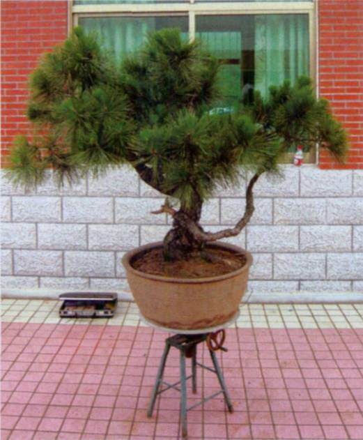 图解 台湾大师演示黑松盆景的造型过程