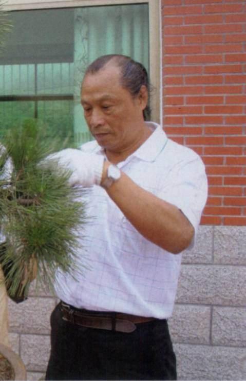 图解 台湾大师演示黑松盆景的造型过程