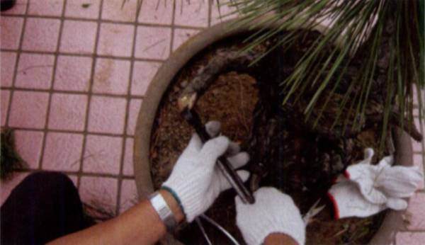 图解 台湾大师演示黑松盆景的造型过程