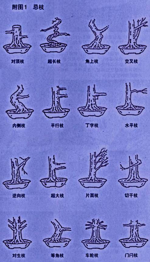 图解 台湾大师演示黑松盆景的造型过程