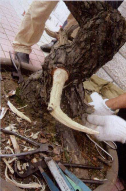 图解 台湾大师演示黑松盆景的造型过程