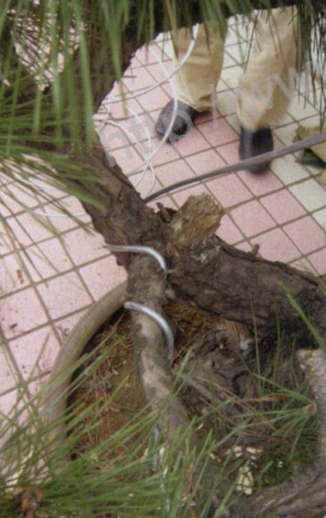 图解 台湾大师演示黑松盆景的造型过程