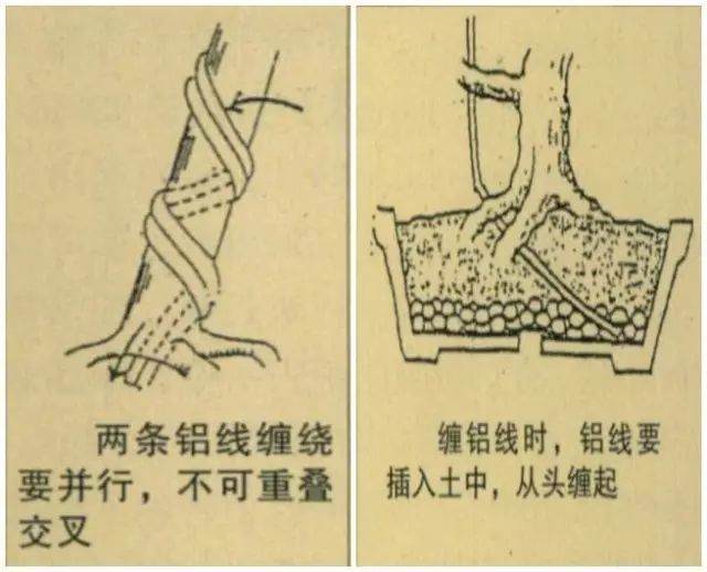 图解 台湾大师演示黑松盆景的造型过程