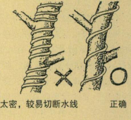 图解 台湾大师演示黑松盆景的造型过程