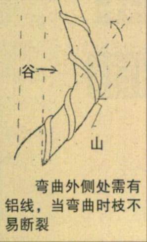 图解 台湾大师演示黑松盆景的造型过程