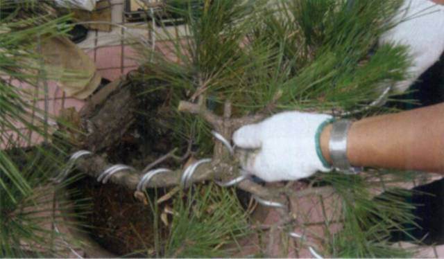 图解 台湾大师演示黑松盆景的造型过程