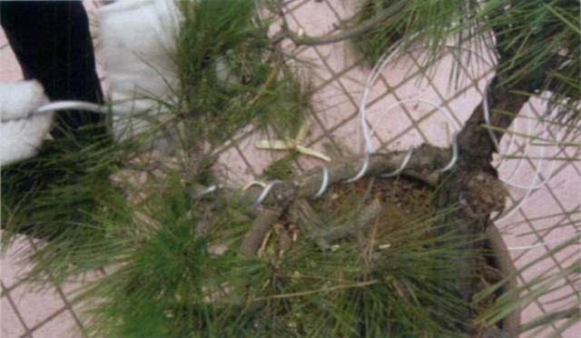 图解 台湾大师演示黑松盆景的造型过程