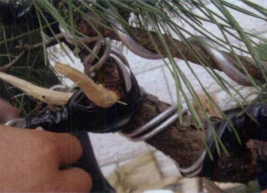 图解 台湾大师演示黑松盆景的造型过程