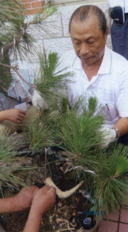 图解 台湾大师演示黑松盆景的造型过程