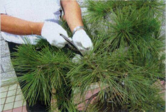 图解 台湾大师演示黑松盆景的造型过程