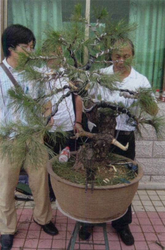 图解 台湾大师演示黑松盆景的造型过程