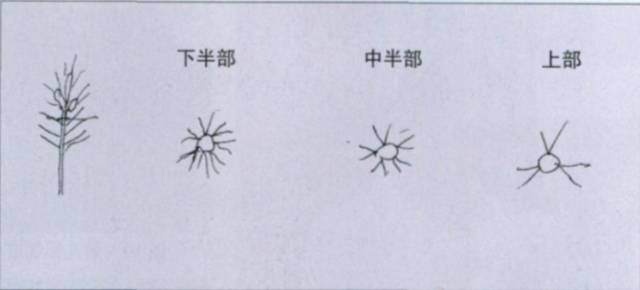 图解 台湾大师演示黑松盆景的造型过程