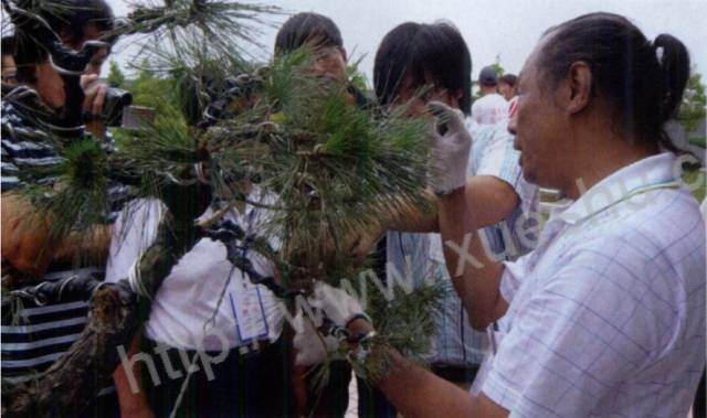 图解 台湾大师演示黑松盆景的造型过程