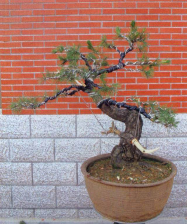 图解 台湾大师演示黑松盆景的造型过程