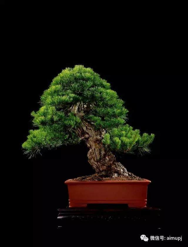 各种珍贵的短针系黑松盆景的品种