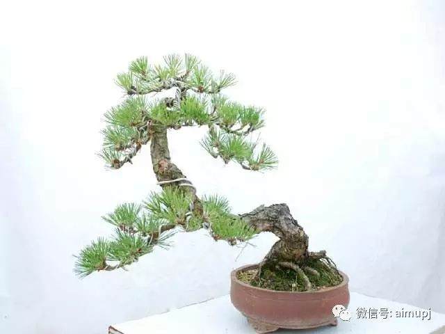 各种珍贵的短针系黑松盆景的品种