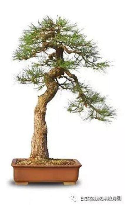 图解 高杆黑松盆景15年制作成型的过程