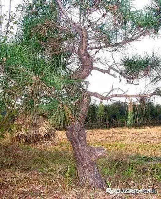 图解 高杆黑松盆景15年制作成型的过程