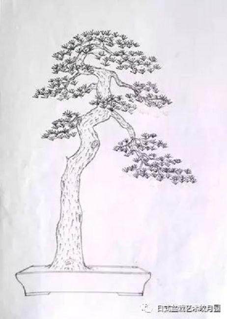 图解 高杆黑松盆景15年制作成型的过程