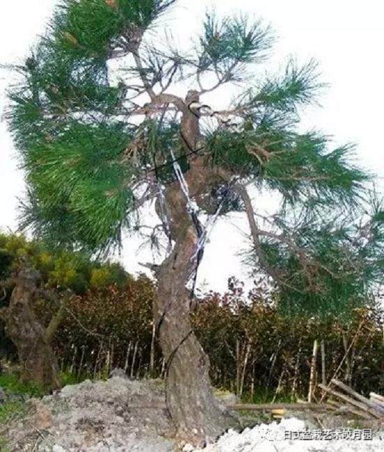 图解 高杆黑松盆景15年制作成型的过程