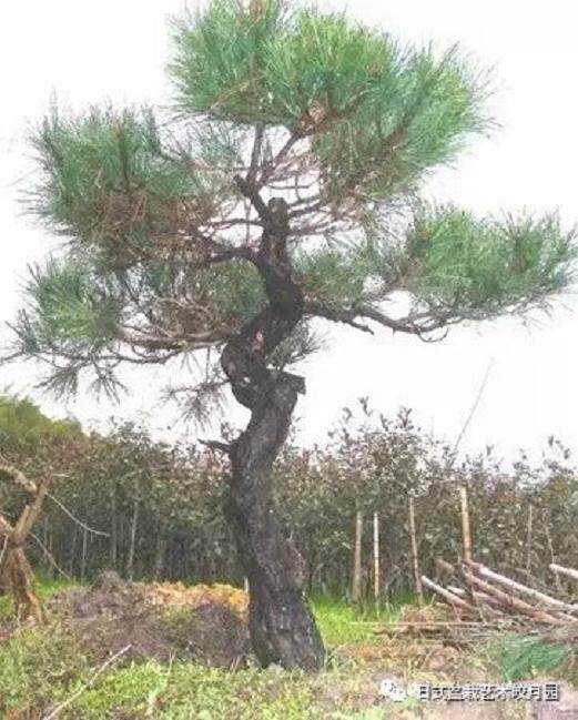 图解 高杆黑松盆景15年制作成型的过程