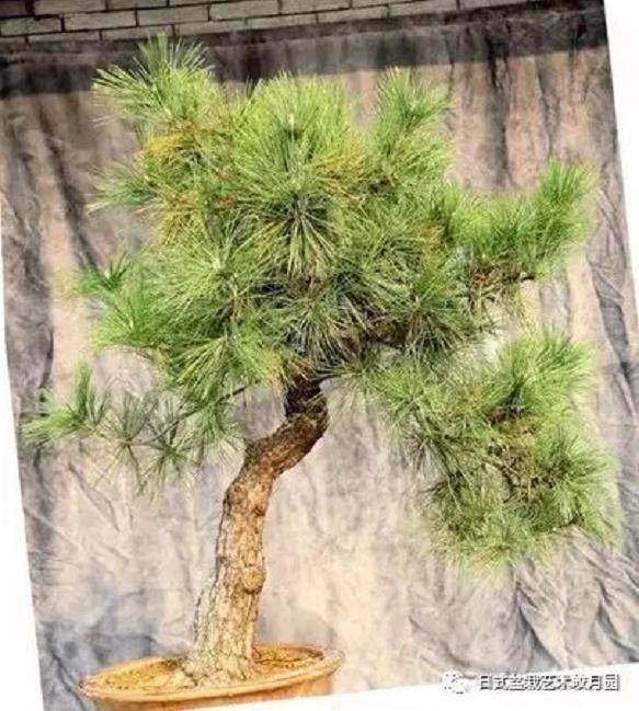 图解 高杆黑松盆景15年制作成型的过程