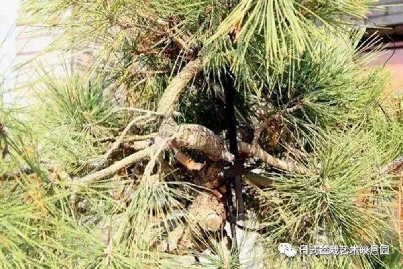 图解 高杆黑松盆景15年制作成型的过程