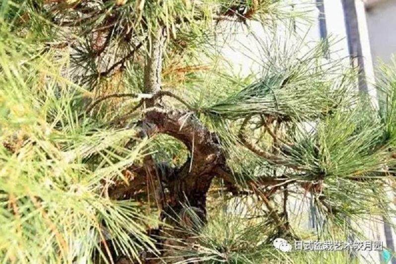 图解 高杆黑松盆景15年制作成型的过程