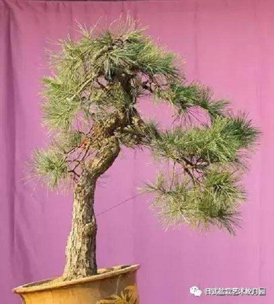 图解 高杆黑松盆景15年制作成型的过程