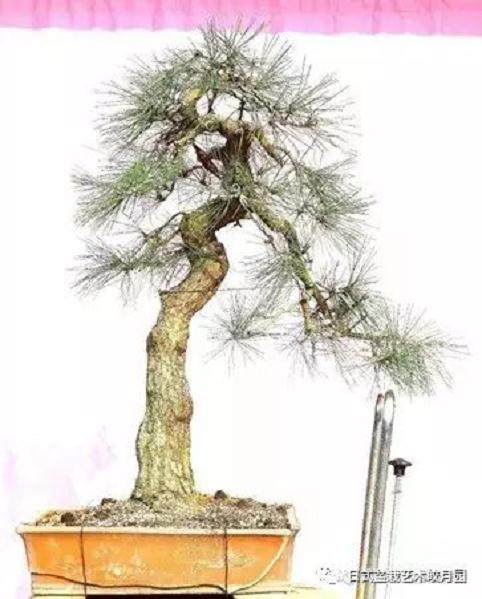 图解 高杆黑松盆景15年制作成型的过程