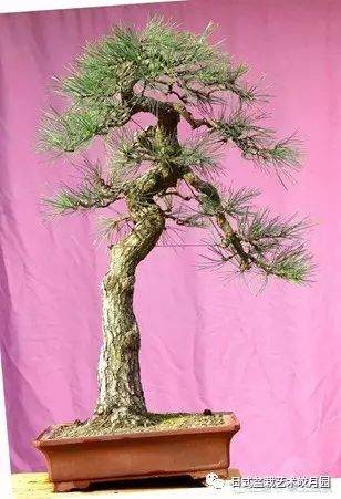 图解 高杆黑松盆景15年制作成型的过程